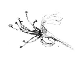 金銀花花瓣素描畫法