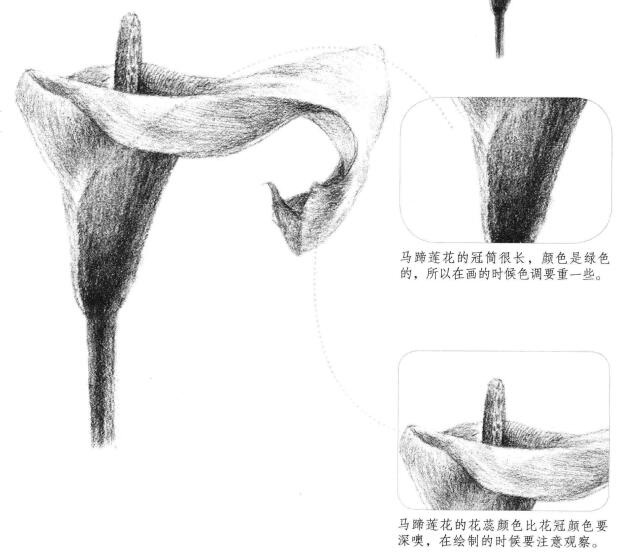 馬蹄花花瓣素描畫(huà)法