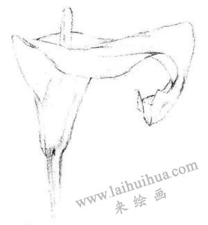 馬蹄花花瓣素描畫(huà)法步驟02