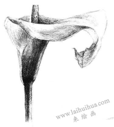 馬蹄花花瓣素描畫(huà)法步驟04