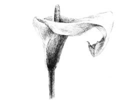 馬蹄花花瓣素描畫法