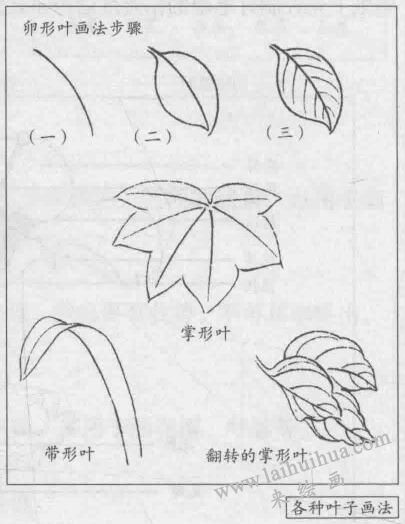 花卉白描畫法的基本結(jié)構(gòu)：卵形葉畫法步驟