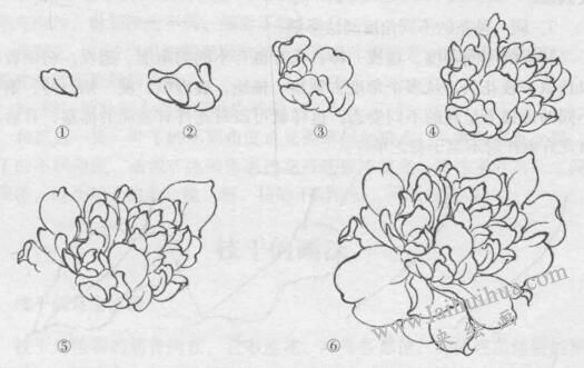 花卉白描畫法的基本結(jié)構(gòu)