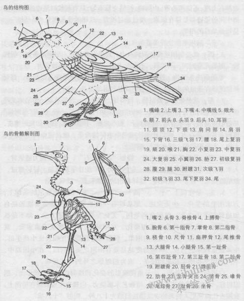 鳥的結(jié)構(gòu)，禽鳥白描畫法的基本筆法