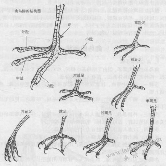 禽鳥腳的結(jié)構(gòu)圖，禽鳥白描畫法的基本結(jié)構(gòu)