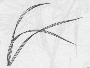 白描蘭花葉子的畫法步驟03：三筆破鳳眼