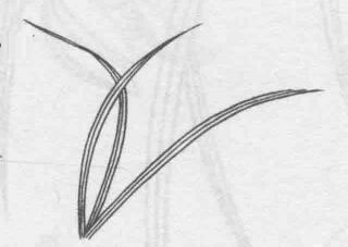 白描蘭花葉子的畫法步驟04：三筆交鳳眼