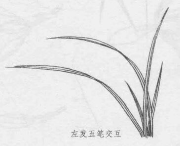 白描蘭花葉子的畫法步驟05：左發(fā)五筆交互