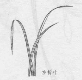 白描蘭花葉子的畫法步驟06：左折葉