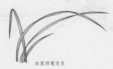 白描蘭花葉子的畫法步驟07：右發(fā)四筆交互
