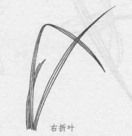 白描蘭花葉子的畫法步驟08：右折葉