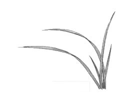 白描蘭花葉子的畫法步驟與技巧