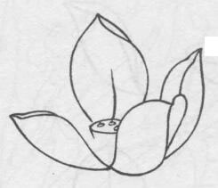 白描荷花花頭的畫法步驟04