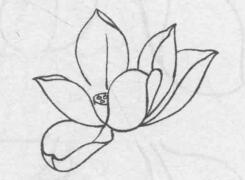 白描荷花花頭的畫法步驟05