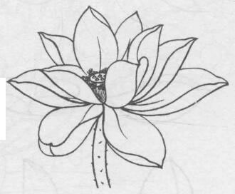 白描荷花花頭的畫法步驟07