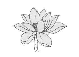 白描荷花花頭的畫法步驟與技巧