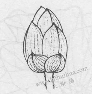 白描荷花花苞的變化步驟01