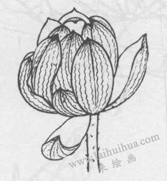 白描荷花花苞的變化步驟03