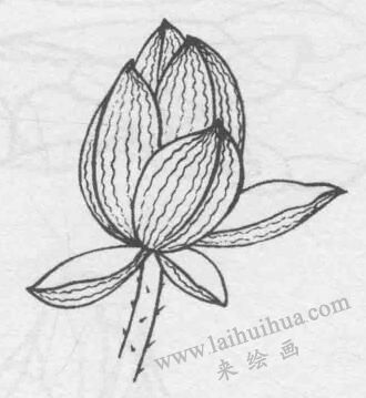 白描荷花花苞的變化步驟04