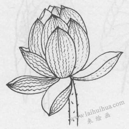 白描荷花花苞的變化步驟05
