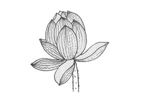 白描荷花花苞的變化步驟與技巧