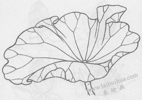 白描荷花花葉的畫法變化步驟與技巧01