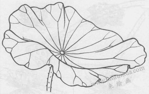 白描荷花花葉的畫法變化步驟與技巧03