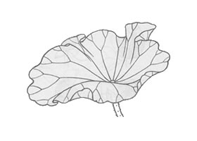 白描荷花花葉的畫法變化步驟與技巧