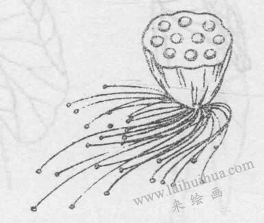 白描荷花花蕊的畫法步驟與技巧06