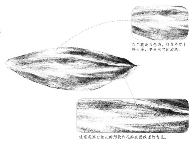 白蘭花花瓣素描畫(huà)法
