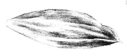 白蘭花花瓣素描畫(huà)法步驟06