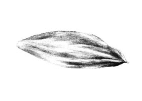 白蘭花花瓣素描畫法