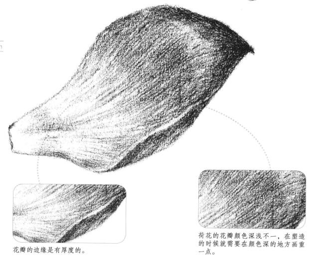 荷花花瓣素描畫法