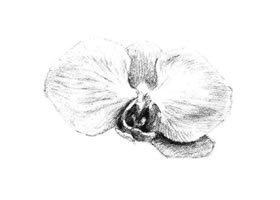 蝴蝶蘭花瓣素描畫法