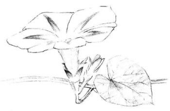 喇叭花素描畫法步驟03
