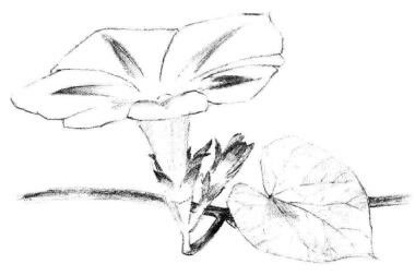 喇叭花素描畫法步驟04