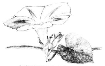 喇叭花素描畫法步驟05