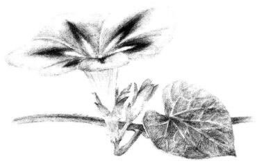 喇叭花素描畫法步驟06