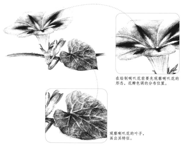 喇叭花素描畫法