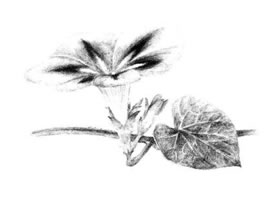 喇叭花素描畫法