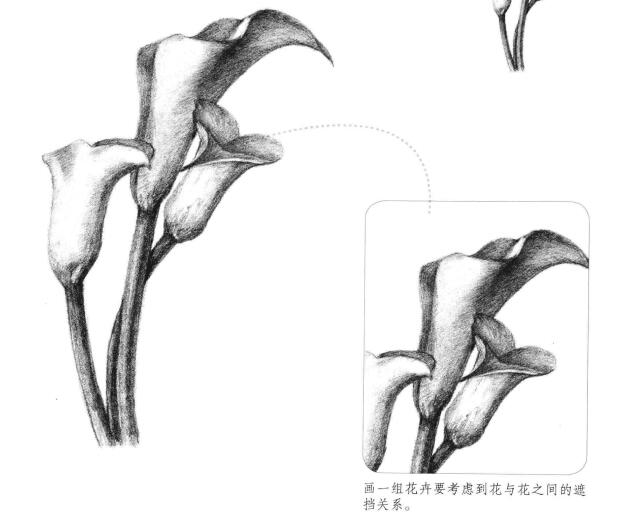 馬蹄蓮花素描畫法