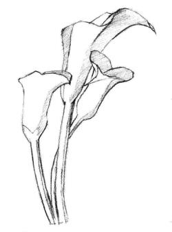 馬蹄蓮花素描畫法步驟03