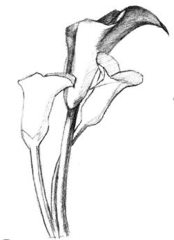 馬蹄蓮花素描畫法步驟04