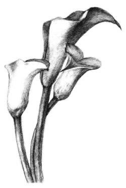 馬蹄蓮花素描畫法步驟05