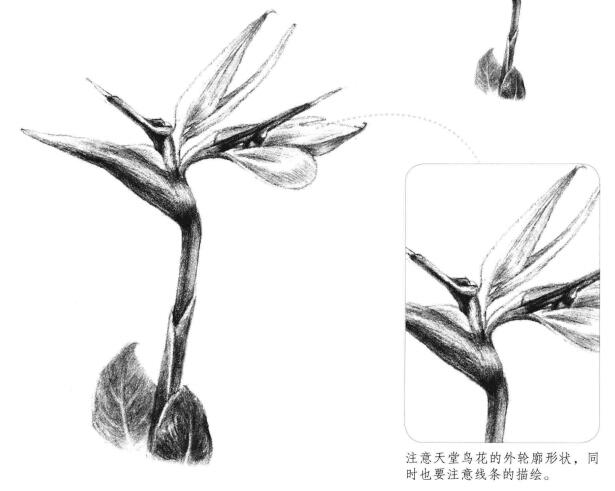 天堂鳥素描畫法