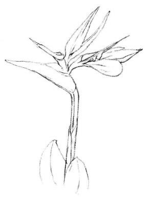 天堂鳥素描畫法步驟02