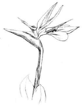 天堂鳥素描畫法步驟03