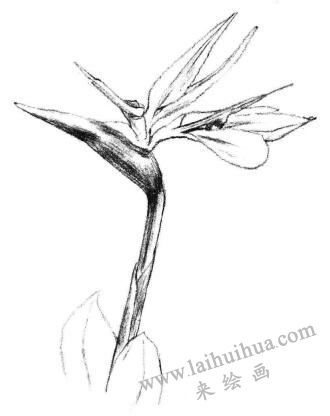 天堂鳥素描畫法步驟04