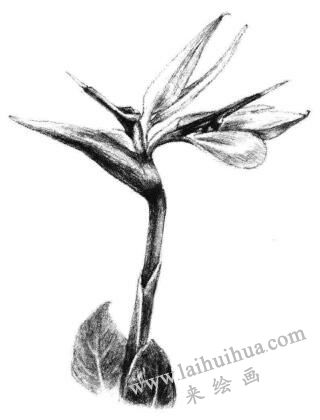 天堂鳥素描畫法步驟05