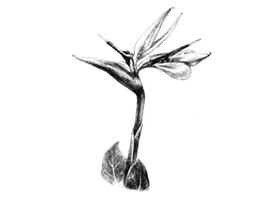 天堂鳥素描畫法